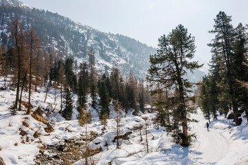 Val Roseg, Ova da Roseg, Rosegbach, Winterwanderweg, Langlauf, Langlaufloipe, Wald, Kutschenfahrt, Berninagruppe, Oberengadin, Piz Roseg, Gletscher, Alpen, Winter, Graubünden, Schweiz