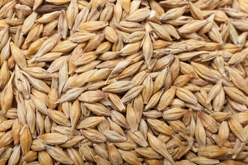 Pearl grain. raw pearl grains . Background of pearl grain