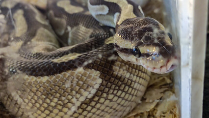 Close up photo of snake. Boa constrictor snake.