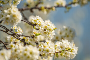White flowers on apple tree. Blooming apple tree in spring. 