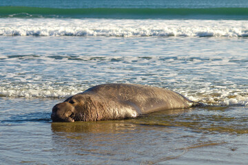 Fototapeta premium Sea elephant resting on the shore near the ocean. Wildlife photography.
