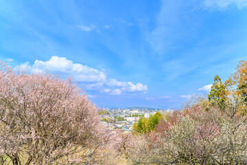 梅の花香る景色・可憐な梅が咲き誇る「百梅園」
