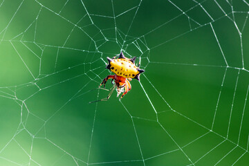 A spider prepares a web for prey in the forest of the Dominican Republic 