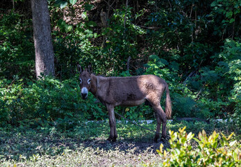 a brown donkey will sit near the forest in a clearing 