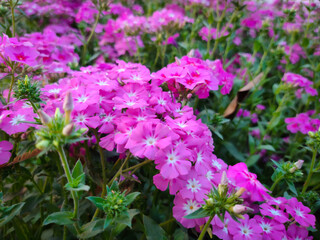 Colorful pink annual phlox or drumondii phlox flowers in a park soft focus images.