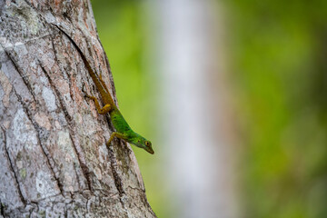 gecko sits on a branch in a hunter's pose and looks around in the Dominican Republic 