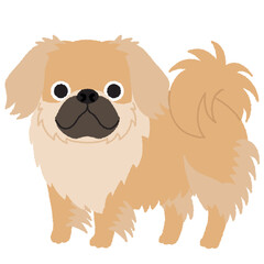 チベタンスパニエルの犬イラスト