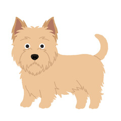 ノーリッチテリアの犬イラスト