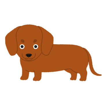 ミニチュアダックスフンド の画像 2 630 件の Stock 写真 ベクターおよびビデオ Adobe Stock