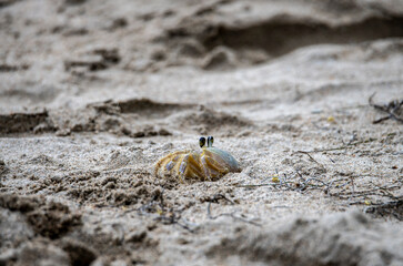 yellow crab collects food on the beach at low tide 