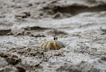 yellow crab collects food on the beach at low tide 