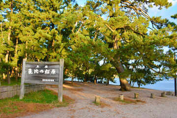 気比の松原　敦賀市