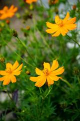 yellow flowers in the garden