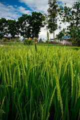 farmer in rice field