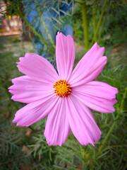 Obraz premium portrait image of Beautiful pink cosmos flower in the garden with natural backgrounds.