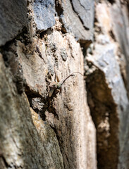 gecko sits on a branch in a hunter's pose and looks around in the Dominican Republic 
