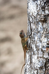gecko sits on a branch in a hunter's pose and looks around in the Dominican Republic 