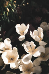Beautiful white flowers on dark background, mood springtime