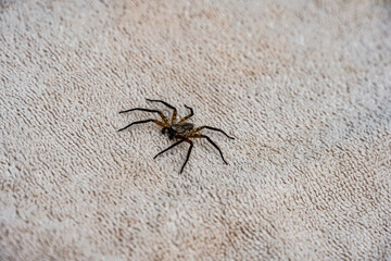 the gray spider moves quickly with its paws outstretched 