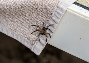 the gray spider moves quickly with its paws outstretched 