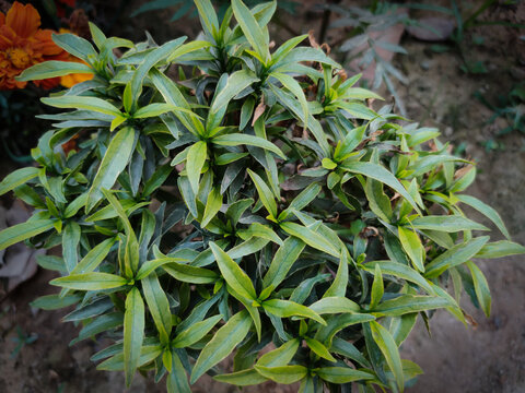 Barleria lupulina plants in the jungle, soft focus images.