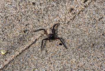 the gray spider moves quickly with its paws outstretched 