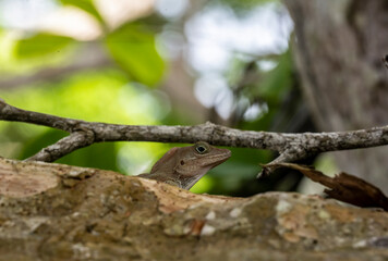 gecko sits on a branch in a hunter's pose and looks around in the Dominican Republic 