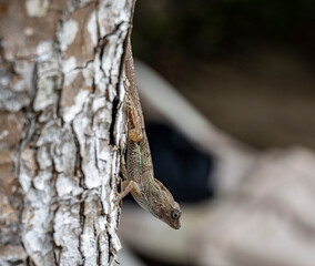 gecko sits on a branch in a hunter's pose and looks around in the Dominican Republic 