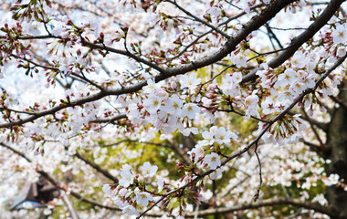 White cherry blossom in Tokyo Japan
