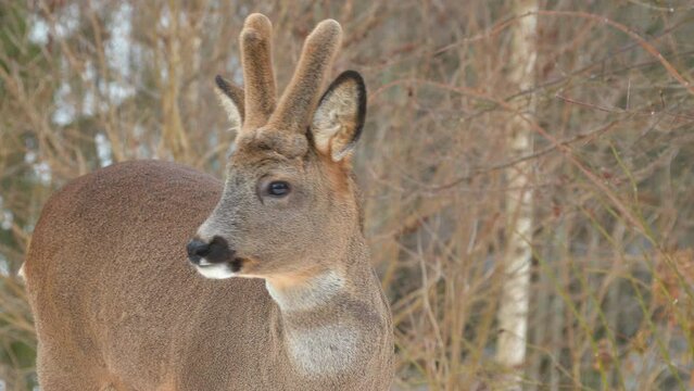 roe deer animal portrait turn head watching Capreolus capreolus natural world