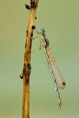 Wet southern emerald damselfly sitting on a dry stem of grass with water droplets on the body and wings. In the morning dew. Blurred background, copy space. Genus species Lestes barbarus.
