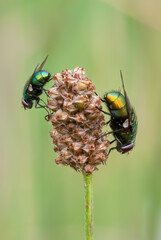 Common green bottle flies  resting motionless on dry flower. Side view, closeup. Blurred light green background. Genus species Lucilia sericata.