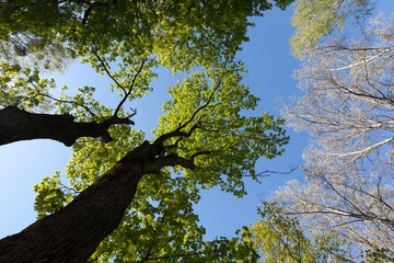 young green foliage on different types of trees