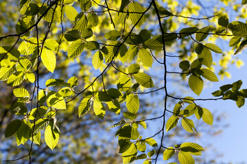 young green foliage on the crab in the spring season
