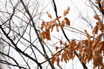 autumn leaves against the sky
