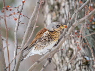 Fieldfare sitting on the bush and feeding on wild red apples in winter or early spring time.