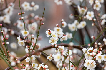 cherry blossom tree after rain