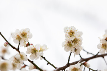 cherry blossom tree after rain