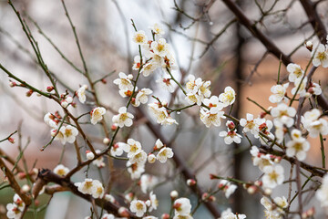 cherry blossom tree after rain