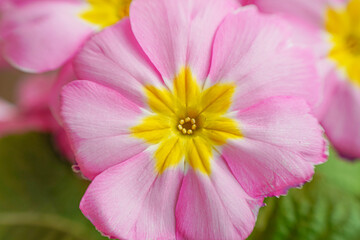 close up of pink flower