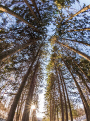Pines and birches in winter park on a sunny day