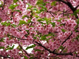 pink cherry blossom