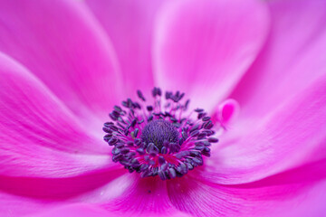 Fototapeta premium close up of pink flower