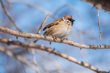 Sparrow sits on a branch without leaves.