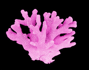 Coral isolated on black background © Dmitry