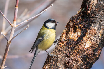 Cute bird Great tit, songbird sitting on a branch without leaves in the autumn or winter.
