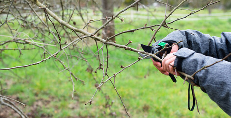 Farmer is cutting a branch of a tree with a secateurs, spring season, trimming plants, agriculture and gardening
