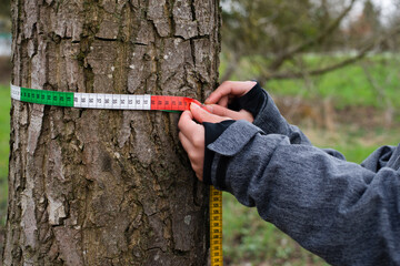 Ranger measures tree circumference with a tape, inspection by a forester in the spring, wood industry, environmental conversation - obrazy, fototapety, plakaty