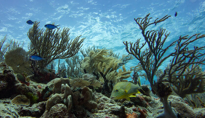Poisson gorette jaune