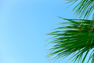 Bright green palm leaves close up against blue sky. Nature beauty, summer concept. Jungle inspired background